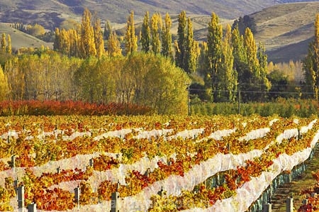 agricultural;agriculture;autuminal;autumn;autumnal;bird-nets;bird-netting;Central-Otago;central-otago-vineyard;central-otago-vineyards;central-otago-wineries;central-otago-winery;color;colors;colour;colours;country;countryside;cromwell;crop;crops;cultivation;deciduous;fall;farm;farming;farmland;farms;field;fields;gold;golden;grape;grapes;grapevine;horticulture;leaf;leaves;net;nets;netting;New-Zealand;pisa-range;poplar;poplar-tree;poplar-trees;poplars;row;rows;rural;south-island;tree;trees;vine;vines;vineyard;vineyards;vintage;willow;willow-tree;willow-trees;willows;wine;wineries;winery;wines;Wooing-Tree-Vineyard;yellow