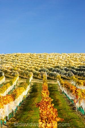 agricultural;agriculture;autuminal;autumn;autumnal;Bannockburn;bird-nets;bird-netting;Central-Otago;central-otago-vineyard;central-otago-vineyards;central-otago-wineries;central-otago-winery;color;colors;colour;colours;country;countryside;cromwell;crop;crops;cultivation;deciduous;fall;farm;farming;farmland;farms;field;fields;gold;golden;grape;grapes;grapevine;horticulture;leaf;leaves;Mt-Difficulty-Vineyard;net;nets;netting;New-Zealand;orange;row;rows;rural;south-island;tree;trees;vine;vines;vineyard;vineyards;vintage;wine;wineries;winery;wines;yellow