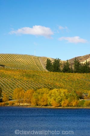 agricultural;agriculture;autuminal;autumn;Autumn-Colours;autumnal;bannockburn;Bannockburn-Inlet;Central-Otago;central-otago-vineyard;central-otago-vineyards;central-otago-wineries;central-otago-winery;color;colors;colour;colours;country;countryside;cromwell;crop;crops;cultivation;deciduous;fall;farm;farming;farmland;farms;field;fields;gold;golden;grape;grapes;grapevine;horticulture;kawarau-arm;lake;lake-dunstan;lakes;leaf;leaves;New-Zealand;row;rows;rural;south-island;tree;trees;vine;vines;vineyard;vineyards;vintage;water;wine;wineries;winery;wines;yellow