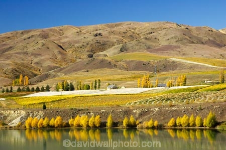 agricultural;agriculture;autuminal;autumn;autumnal;Bannockburn;cairnmuir-mountains;cairnmuir-range;Cairnmuir-Vineyard;carrick-winery;Central-Otago;color;colors;colour;colours;country;countryside;crop;crops;cultivation;deciduous;fall;farm;farming;farmland;farms;field;fields;grape;grapes;grapevine;horticulture;kawarau-arm;Lake-Dunstan;leaf;leaves;New-Zealand;reflection;reflections;row;rows;rural;south-island;tree;trees;vine;vines;vineyard;vineyards;vintage;water;wine;wineries;winery;wines