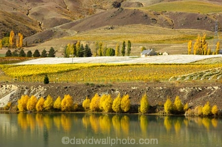 agricultural;agriculture;autuminal;autumn;autumnal;Bannockburn;cairnmuir-mountains;cairnmuir-range;Cairnmuir-Vineyard;carrick-winery;Central-Otago;color;colors;colour;colours;country;countryside;crop;crops;cultivation;deciduous;fall;farm;farming;farmland;farms;field;fields;grape;grapes;grapevine;horticulture;kawarau-arm;Lake-Dunstan;leaf;leaves;New-Zealand;reflection;reflections;row;rows;rural;south-island;tree;trees;vine;vines;vineyard;vineyards;vintage;water;wine;wineries;winery;wines