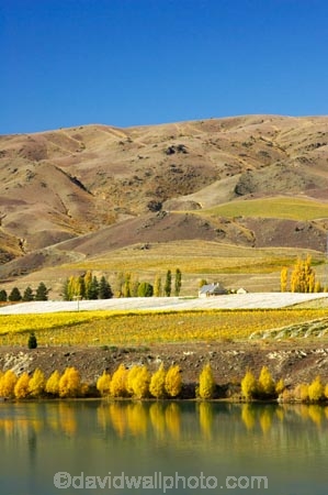 agricultural;agriculture;autuminal;autumn;autumnal;Bannockburn;cairnmuir-mountains;cairnmuir-range;Cairnmuir-Vineyard;carrick-winery;Central-Otago;color;colors;colour;colours;country;countryside;crop;crops;cultivation;deciduous;fall;farm;farming;farmland;farms;field;fields;grape;grapes;grapevine;horticulture;kawarau-arm;Lake-Dunstan;leaf;leaves;New-Zealand;reflection;reflections;row;rows;rural;south-island;tree;trees;vine;vines;vineyard;vineyards;vintage;water;wine;wineries;winery;wines