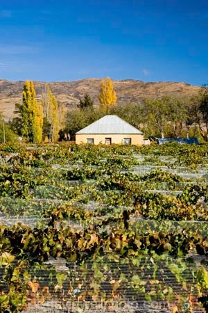 agricultural;agriculture;autuminal;autumn;autumnal;Bannockburn;bird-net;bird-nets;bird-netting;building;buildings;Central-Otago;central-otago-vineyard;central-otago-vineyards;central-otago-wineries;central-otago-winery;color;colors;colour;colours;country;countryside;Cromwell;crop;crops;cultivation;deciduous;Domain-Rd-Vineyard;Domain-Road-Vineyard;fall;farm;farming;farmland;farms;field;fields;grape;grapes;grapevine;heritage;historic;historic-building;historic-buildings;historical;historical-building;historical-buildings;history;horticulture;leaf;leaves;N.Z.;net;nets;netting;New-Zealand;NZ;old;Otago;Pinot-Noir;poplar-tree;poplar-trees;poplars;row;rows;rural;season;seasonal;seasons;South-Island;tradition;traditional;vine;vines;vineyard;vineyards;vintage;wineage;wineries;winery;wines;yellow
