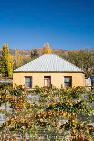 agricultural;agriculture;autuminal;autumn;autumnal;Bannockburn;bird-net;bird-nets;bird-netting;building;buildings;Central-Otago;central-otago-vineyard;central-otago-vineyards;central-otago-wineries;central-otago-winery;color;colors;colour;colours;country;countryside;Cromwell;crop;crops;cultivation;deciduous;Domain-Rd-Vineyard;Domain-Road-Vineyard;fall;farm;farming;farmland;farms;field;fields;grape;grapes;grapevine;heritage;historic;historic-building;historic-buildings;historical;historical-building;historical-buildings;history;horticulture;leaf;leaves;N.Z.;net;nets;netting;New-Zealand;NZ;old;Otago;Pinot-Noir;poplar-tree;poplar-trees;poplars;row;rows;rural;season;seasonal;seasons;South-Island;tradition;traditional;vine;vines;vineyard;vineyards;vintage;wineage;wineries;winery;wines;yellow