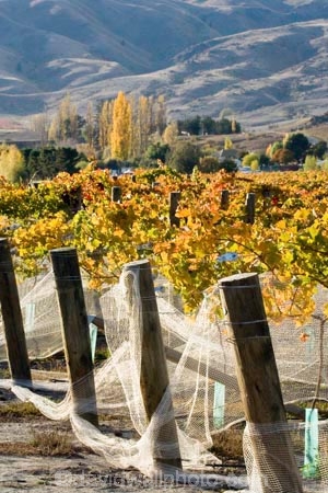 agricultural;agriculture;autuminal;autumn;autumnal;Bannockburn;bird-net;bird-nets;bird-netting;Central-Otago;central-otago-vineyard;central-otago-vineyards;central-otago-wineries;central-otago-winery;color;colors;colour;colours;country;countryside;Cromwell;crop;crops;cultivation;deciduous;Domain-Rd-Vineyard;Domain-Road-Vineyard;fall;farm;farming;farmland;farms;field;fields;grape;grapes;grapevine;horticulture;leaf;leaves;N.Z.;net;nets;netting;New-Zealand;NZ;orange;Otago;Pinot-Noir;poplar-tree;poplar-trees;poplars;red;row;rows;rural;season;seasonal;seasons;South-Island;vine;vines;vineyard;vineyards;vintage;wineage;wineries;winery;wines;yellow