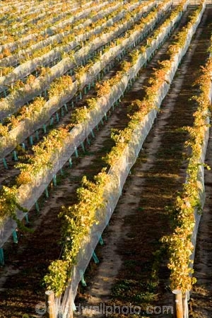 agricultural;agriculture;autuminal;autumn;autumnal;Bannockburn;bird-net;bird-nets;bird-netting;Central-Otago;central-otago-vineyard;central-otago-vineyards;central-otago-wineries;central-otago-winery;color;colors;colour;colours;country;countryside;Cromwell;crop;crops;cultivation;deciduous;Domain-Rd-Vineyard;Domain-Road-Vineyard;fall;farm;farming;farmland;farms;field;fields;grape;grapes;grapevine;horticulture;leaf;leaves;N.Z.;net;nets;netting;New-Zealand;NZ;orange;Otago;Pinot-Noir;red;row;rows;rural;season;seasonal;seasons;South-Island;vine;vines;vineyard;vineyards;vintage;wineage;wineries;winery;wines;yellow