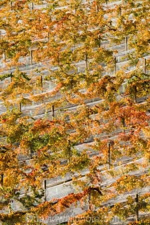agricultural;agriculture;autuminal;autumn;autumnal;Bannockburn;bird-net;bird-nets;bird-netting;Central-Otago;central-otago-vineyard;central-otago-vineyards;central-otago-wineries;central-otago-winery;color;colors;colour;colours;country;countryside;Cromwell;crop;crops;cultivation;deciduous;Domain-Rd-Vineyard;Domain-Road-Vineyard;fall;farm;farming;farmland;farms;field;fields;grape;grapes;grapevine;horticulture;leaf;leaves;N.Z.;net;nets;netting;New-Zealand;NZ;orange;Otago;Pinot-Noir;red;row;rows;rural;season;seasonal;seasons;South-Island;vine;vines;vineyard;vineyards;vintage;wineage;wineries;winery;wines;yellow