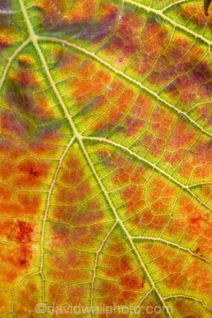 agricultural;agriculture;autuminal;autumn;autumnal;Bannockburn;Central-Otago;central-otago-vineyard;central-otago-vineyards;central-otago-wineries;central-otago-winery;close-up;close_up;closeup;color;colors;colour;colours;country;countryside;Cromwell;crop;crops;cultivation;deciduous;detail;distribution;Domain-Rd-Vineyard;Domain-Road-Vineyard;fall;farm;farming;farmland;farms;foliage;grape;grapes;grapevine;green;horticulture;leaf;leaves;line;lines;N.Z.;New-Zealand;NZ;orange;Otago;Pinot-Noir;red;rural;season;seasonal;seasons;South-Island;texture;vein;veins;vine;vines;vineyard;vineyards;vintage;wineage;wineries;winery;wines;yellow