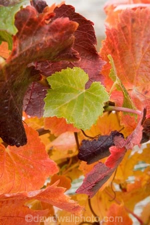 agricultural;agriculture;autuminal;autumn;autumnal;Bannockburn;Central-Otago;central-otago-vineyard;central-otago-vineyards;central-otago-wineries;central-otago-winery;color;colors;colour;colours;country;countryside;Cromwell;crop;crops;cultivation;deciduous;Domain-Rd-Vineyard;Domain-Road-Vineyard;fall;farm;farming;farmland;farms;grape;grapes;grapevine;green;horticulture;leaf;leaves;N.Z.;New-Zealand;NZ;orange;Otago;Pinot-Noir;red;rural;season;seasonal;seasons;South-Island;vine;vines;vineyard;vineyards;vintage;wineage;wineries;winery;wines