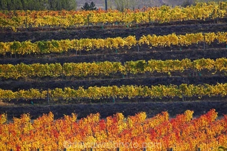 agricultural;agriculture;autuminal;autumn;autumn-colour;autumn-colours;autumnal;Central-Otago;central-otago-vineyard;central-otago-vineyards;central-otago-wineries;central-otago-winery;color;colors;colour;colours;country;countryside;Cromwell;crop;crops;cultivation;deciduous;fall;farm;farming;farmland;farms;field;fields;grape;grapes;grapevine;horticulture;leaf;leaves;N.Z.;new-zealand;NZ;orange;row;rows;rural;S.I.;season;seasonal;seasons;SI;South-Island;tree;trees;vine;vines;vineyard;vineyards;vintage;wineage;wineries;winery;wines