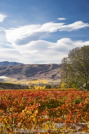 agricultural;agriculture;autuminal;autumn;autumn-colour;autumn-colours;autumnal;Bannockburn;bird-net;bird-nets;bird-netting;Central-Otago;central-otago-vineyard;central-otago-vineyards;central-otago-wineries;central-otago-winery;color;colors;colour;colours;country;countryside;Cromwell;crop;crops;cultivation;deciduous;Domain-Rd-Vineyard;Domain-Road-Vineyard;fall;farm;farming;farmland;farms;field;fields;grape;grapes;grapevine;horticulture;leaf;leaves;N.Z.;New-Zealand;NZ;orange;Otago;Pinot-Noir;red;row;rows;rural;S.I.;season;seasonal;seasons;SI;south-island;tree;trees;vine;vines;vineyard;vineyards;vintage;walnut-tree;walnut-trees;wineage;wineries;winery;wines