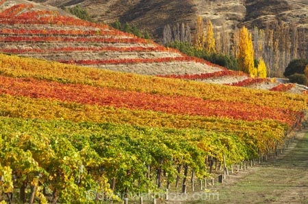 agricultural;agriculture;autuminal;autumn;autumn-colour;autumn-colours;autumnal;Bannockburn;Central-Otago;central-otago-vineyard;central-otago-vineyards;central-otago-wineries;central-otago-winery;color;colors;colour;colours;country;countryside;cromwell;crop;crops;cultivation;deciduous;fall;farm;farming;farmland;farms;field;fields;gold;golden;grape;grapes;grapevine;horticulture;leaf;leaves;Mt-Difficulty-Vineyard;N.Z.;New-Zealand;NZ;orange;Otago;row;rows;rural;S.I.;season;seasonal;seasons;SI;South-Island;tree;trees;vine;vines;vineyard;vineyards;vintage;wine;wineage;wineries;winery;wines;yellow