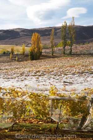 agricultural;agriculture;autuminal;autumn;autumn-colour;autumn-colours;autumnal;Bannock-Brae-Estate-Vineyard;Bannock-Brae-Vineyard;Bannockburn;cairnmuir-mountains;cairnmuir-range;Central-Otago;central-otago-vineyard;central-otago-vineyards;central-otago-wineries;central-otago-winery;color;colors;colour;colours;country;countryside;crop;crops;cultivation;deciduous;fall;farm;farming;farmland;farms;field;fields;grape;grapes;grapevine;horticulture;leaf;leaves;N.Z.;new-zealand;NZ;Otago;row;rows;rural;S.I.;season;seasonal;seasons;SI;south-island;tree;trees;vine;vines;vineyard;vineyards;vintage;wineage;wineries;winery;wines