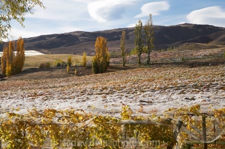 agricultural;agriculture;autuminal;autumn;autumn-colour;autumn-colours;autumnal;Bannock-Brae-Estate-Vineyard;Bannock-Brae-Vineyard;Bannockburn;cairnmuir-mountains;cairnmuir-range;Central-Otago;central-otago-vineyard;central-otago-vineyards;central-otago-wineries;central-otago-winery;color;colors;colour;colours;country;countryside;crop;crops;cultivation;deciduous;fall;farm;farming;farmland;farms;field;fields;grape;grapes;grapevine;horticulture;leaf;leaves;N.Z.;new-zealand;NZ;Otago;row;rows;rural;S.I.;season;seasonal;seasons;SI;south-island;tree;trees;vine;vines;vineyard;vineyards;vintage;wineage;wineries;winery;wines