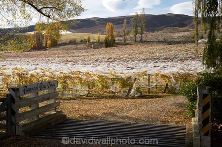 agricultural;agriculture;autuminal;autumn;autumn-colour;autumn-colours;autumnal;Bannock-Brae-Estate-Vineyard;Bannock-Brae-Vineyard;Bannockburn;cairnmuir-mountains;cairnmuir-range;Central-Otago;central-otago-vineyard;central-otago-vineyards;central-otago-wineries;central-otago-winery;color;colors;colour;colours;country;countryside;crop;crops;cultivation;deciduous;fall;farm;farming;farmland;farms;field;fields;grape;grapes;grapevine;horticulture;leaf;leaves;N.Z.;new-zealand;NZ;Otago;row;rows;rural;S.I.;season;seasonal;seasons;SI;south-island;tree;trees;vine;vines;vineyard;vineyards;vintage;wineage;wineries;winery;wines