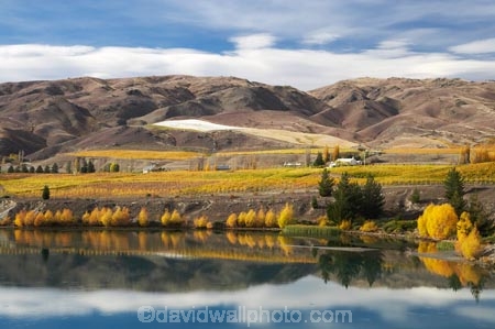 agricultural;agriculture;autuminal;autumn;autumn-colour;autumn-colours;autumnal;Bannockburn;cairnmuir-mountains;cairnmuir-range;Cairnmuir-Vineyard;calm;carrick-winery;Central-Otago;central-otago-vineyard;central-otago-vineyards;central-otago-wineries;central-otago-winery;color;colors;colour;colours;country;countryside;crop;crops;cultivation;deciduous;fall;farm;farming;farmland;farms;field;fields;golden;grape;grapes;grapevine;horticulture;kawarau-arm;lake;Lake-Dunstan;lakes;leaf;leaves;N.Z.;New-Zealand;NZ;Otago;placid;quiet;reflection;reflections;row;rows;rural;S.I.;season;seasonal;seasons;serene;SI;smooth;south-island;still;tranquil;tree;trees;vine;vines;vineyard;vineyards;vintage;water;wine;wineage;wineries;winery;wines;yellow