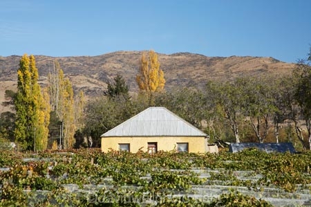 agricultural;agriculture;autuminal;autumn;autumnal;Bannockburn;bird-net;bird-nets;bird-netting;building;buildings;Central-Otago;central-otago-vineyard;central-otago-vineyards;central-otago-wineries;central-otago-winery;color;colors;colour;colours;country;countryside;Cromwell;crop;crops;cultivation;deciduous;Domain-Rd-Vineyard;Domain-Road-Vineyard;fall;farm;farming;farmland;farms;field;fields;grape;grapes;grapevine;green;heritage;historic;historic-building;historic-buildings;historical;historical-building;historical-buildings;history;horticulture;leaf;leaves;N.Z.;net;nets;netting;New-Zealand;NZ;old;orange;Otago;Pinot-Noir;red;row;rows;rural;S.I.;season;seasonal;seasons;SI;south-island;tradition;traditional;vine;vines;vineyard;vineyards;vintage;wineage;wineries;winery;wines