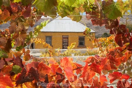 agricultural;agriculture;autuminal;autumn;autumnal;Bannockburn;bird-net;bird-nets;bird-netting;building;buildings;Central-Otago;central-otago-vineyard;central-otago-vineyards;central-otago-wineries;central-otago-winery;color;colors;colour;colours;country;countryside;Cromwell;crop;crops;cultivation;deciduous;Domain-Rd-Vineyard;Domain-Road-Vineyard;fall;farm;farming;farmland;farms;field;fields;grape;grapes;grapevine;green;heritage;historic;historic-building;historic-buildings;historical;historical-building;historical-buildings;history;horticulture;leaf;leaves;N.Z.;net;nets;netting;New-Zealand;NZ;old;orange;Otago;Pinot-Noir;red;row;rows;rural;S.I.;season;seasonal;seasons;SI;south-island;tradition;traditional;vine;vines;vineyard;vineyards;vintage;wineage;wineries;winery;wines