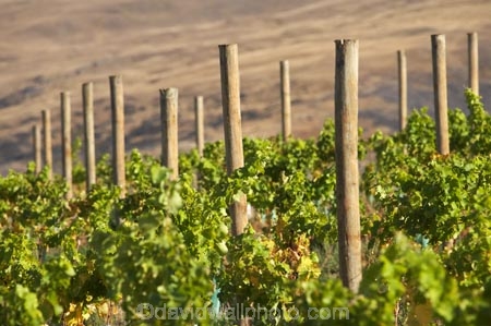 agricultural;agriculture;Bannockburn;Central-Otago;central-otago-vineyard;central-otago-vineyards;central-otago-wineries;central-otago-winery;country;countryside;Cromwell;crop;crops;cultivation;Domain-Rd-Vineyard;Domain-Road-Vineyard;farm;farming;farmland;farms;field;fields;grape;grapes;grapevine;horticulture;N.Z.;New-Zealand;NZ;post;posts;row;rows;rural;S.I.;SI;south-island;vine;vines;vineyard;vineyards;vintage;wineage;wineries;winery;wines
