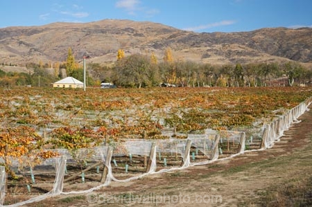 agricultural;agriculture;autuminal;autumn;autumnal;Bannockburn;bird-net;bird-nets;bird-netting;Carrick-Range;Central-Otago;central-otago-vineyard;central-otago-vineyards;central-otago-wineries;central-otago-winery;color;colors;colour;colours;country;countryside;Cromwell;crop;crops;cultivation;deciduous;Domain-Rd-Vineyard;Domain-Road-Vineyard;fall;farm;farming;farmland;farms;field;fields;grape;grapes;grapevine;horticulture;leaf;leaves;N.Z.;net;nets;netting;New-Zealand;NZ;orange;Otago;Pinot-Noir;red;row;rows;rural;S.I.;season;seasonal;seasons;SI;south-island;vine;vines;vineyard;vineyards;vintage;wineage;wineries;winery;wines;yellow