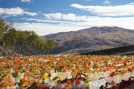 agricultural;agriculture;autuminal;autumn;autumnal;Bannockburn;bird-net;bird-nets;bird-netting;Central-Otago;central-otago-vineyard;central-otago-vineyards;central-otago-wineries;central-otago-winery;color;colors;colour;colours;country;countryside;Cromwell;crop;crops;cultivation;deciduous;Domain-Rd-Vineyard;Domain-Road-Vineyard;fall;farm;farming;farmland;farms;field;fields;grape;grapes;grapevine;horticulture;leaf;leaves;N.Z.;net;nets;netting;New-Zealand;NZ;orange;Otago;Pinot-Noir;Pisa-Range;red;row;rows;rural;S.I.;season;seasonal;seasons;SI;south-island;vine;vines;vineyard;vineyards;vintage;wineage;wineries;winery;wines;yellow