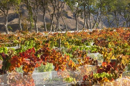 agricultural;agriculture;autuminal;autumn;autumnal;Bannockburn;bird-net;bird-nets;bird-netting;Central-Otago;central-otago-vineyard;central-otago-vineyards;central-otago-wineries;central-otago-winery;color;colors;colour;colours;country;countryside;Cromwell;crop;crops;cultivation;deciduous;Domain-Rd-Vineyard;Domain-Road-Vineyard;fall;farm;farming;farmland;farms;field;fields;grape;grapes;grapevine;horticulture;leaf;leaves;N.Z.;net;nets;netting;New-Zealand;NZ;orange;Otago;Pinot-Noir;red;row;rows;rural;S.I.;season;seasonal;seasons;SI;south-island;vine;vines;vineyard;vineyards;vintage;wineage;wineries;winery;wines;yellow