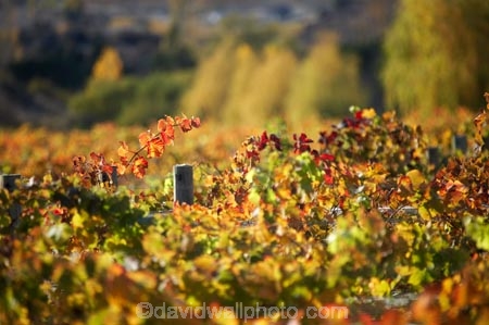 agricultural;agriculture;autuminal;autumn;autumnal;Bannockburn;bird-net;bird-nets;bird-netting;Central-Otago;central-otago-vineyard;central-otago-vineyards;central-otago-wineries;central-otago-winery;color;colors;colour;colours;country;countryside;Cromwell;crop;crops;cultivation;deciduous;Domain-Rd-Vineyard;Domain-Road-Vineyard;fall;farm;farming;farmland;farms;field;fields;grape;grapes;grapevine;horticulture;leaf;leaves;N.Z.;net;nets;netting;New-Zealand;NZ;orange;Otago;Pinot-Noir;red;row;rows;rural;S.I.;season;seasonal;seasons;SI;south-island;vine;vines;vineyard;vineyards;vintage;wineage;wineries;winery;wines;yellow