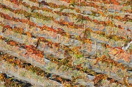 agricultural;agriculture;autuminal;autumn;autumnal;Bannockburn;bird-net;bird-nets;bird-netting;Central-Otago;central-otago-vineyard;central-otago-vineyards;central-otago-wineries;central-otago-winery;color;colors;colour;colours;country;countryside;Cromwell;crop;crops;cultivation;deciduous;Domain-Rd-Vineyard;Domain-Road-Vineyard;fall;farm;farming;farmland;farms;field;fields;grape;grapes;grapevine;horticulture;leaf;leaves;N.Z.;net;nets;netting;New-Zealand;NZ;orange;Otago;Pinot-Noir;red;row;rows;rural;S.I.;season;seasonal;seasons;SI;south-island;vine;vines;vineyard;vineyards;vintage;wineage;wineries;winery;wines;yellow