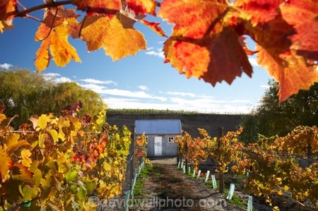 agricultural;agriculture;autuminal;autumn;autumnal;Bannockburn;Central-Otago;central-otago-vineyard;central-otago-vineyards;central-otago-wineries;central-otago-winery;color;colors;colour;colours;country;countryside;Cromwell;crop;crops;cultivation;deciduous;detail;distribution;Domain-Rd-Vineyard;Domain-Road-Vineyard;fall;farm;farming;farmland;farms;field;fields;foliage;grape;grapes;grapevine;horticulture;leaf;leaves;N.Z.;New-Zealand;NZ;orange;Otago;Pinot-Noir;red;row;rows;rural;S.I.;season;seasonal;seasons;SI;South-Island;texture;vein;veins;vine;vines;vineyard;vineyards;vintage;wineage;wineries;winery;wines