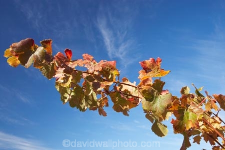 agricultural;agriculture;autuminal;autumn;autumnal;Bannockburn;Central-Otago;central-otago-vineyard;central-otago-vineyards;central-otago-wineries;central-otago-winery;color;colors;colour;colours;country;countryside;Cromwell;crop;crops;cultivation;deciduous;detail;distribution;Domain-Rd-Vineyard;Domain-Road-Vineyard;fall;farm;farming;farmland;farms;foliage;grape;grapes;grapevine;horticulture;leaf;leaves;N.Z.;New-Zealand;NZ;orange;Otago;Pinot-Noir;red;rural;S.I.;season;seasonal;seasons;SI;South-Island;texture;vein;veins;vine;vines;vineyard;vineyards;vintage;wineage;wineries;winery;wines
