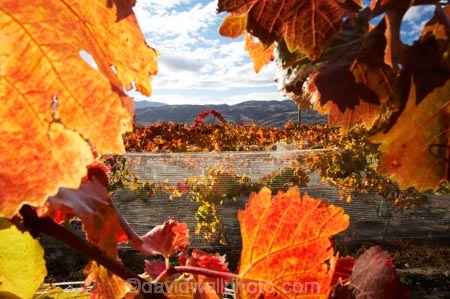 agricultural;agriculture;autuminal;autumn;autumnal;Bannockburn;Central-Otago;central-otago-vineyard;central-otago-vineyards;central-otago-wineries;central-otago-winery;color;colors;colour;colours;country;countryside;Cromwell;crop;crops;cultivation;deciduous;detail;distribution;Domain-Rd-Vineyard;Domain-Road-Vineyard;fall;farm;farming;farmland;farms;field;fields;foliage;grape;grapes;grapevine;horticulture;leaf;leaves;N.Z.;New-Zealand;NZ;orange;Otago;Pinot-Noir;red;row;rows;rural;S.I.;season;seasonal;seasons;SI;South-Island;texture;vein;veins;vine;vines;vineyard;vineyards;vintage;wineage;wineries;winery;wines;yellow