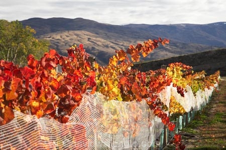 agricultural;agriculture;autuminal;autumn;autumnal;Bannockburn;Central-Otago;central-otago-vineyard;central-otago-vineyards;central-otago-wineries;central-otago-winery;color;colors;colour;colours;country;countryside;Cromwell;crop;crops;cultivation;deciduous;detail;distribution;Domain-Rd-Vineyard;Domain-Road-Vineyard;fall;farm;farming;farmland;farms;field;fields;foliage;grape;grapes;grapevine;horticulture;leaf;leaves;N.Z.;New-Zealand;NZ;orange;Otago;Pinot-Noir;red;row;rows;rural;S.I.;season;seasonal;seasons;SI;South-Island;texture;vein;veins;vine;vines;vineyard;vineyards;vintage;wineage;wineries;winery;wines