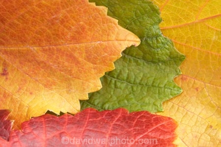 agricultural;agriculture;autuminal;autumn;autumnal;Bannockburn;Central-Otago;central-otago-vineyard;central-otago-vineyards;central-otago-wineries;central-otago-winery;close-up;close_up;closeup;color;colors;colour;colours;country;countryside;Cromwell;crop;crops;cultivation;deciduous;detail;distribution;Domain-Rd-Vineyard;Domain-Road-Vineyard;fall;farm;farming;farmland;farms;foliage;grape;grapes;grapevine;green;horticulture;leaf;leaves;N.Z.;New-Zealand;NZ;orange;Otago;Pinot-Noir;red;rural;S.I.;season;seasonal;seasons;SI;South-Island;texture;vein;veins;vine;vines;vineyard;vineyards;vintage;wineage;wineries;winery;wines;yellow