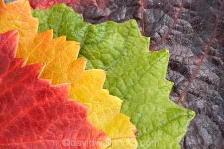 agricultural;agriculture;autuminal;autumn;autumnal;Bannockburn;Central-Otago;central-otago-vineyard;central-otago-vineyards;central-otago-wineries;central-otago-winery;close-up;close_up;closeup;color;colors;colour;colours;country;countryside;Cromwell;crop;crops;cultivation;deciduous;detail;distribution;Domain-Rd-Vineyard;Domain-Road-Vineyard;fall;farm;farming;farmland;farms;foliage;grape;grapes;grapevine;green;horticulture;leaf;leaves;N.Z.;New-Zealand;NZ;orange;Otago;Pinot-Noir;red;rural;S.I.;season;seasonal;seasons;SI;South-Island;texture;vein;veins;vine;vines;vineyard;vineyards;vintage;wineage;wineries;winery;wines;yellow