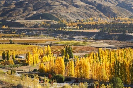 agricultural;agriculture;autuminal;autumn;autumn-colour;autumn-colours;autumnal;Bannockburn;Central-Otago;central-otago-vineyard;central-otago-vineyards;central-otago-wineries;central-otago-winery;color;colors;colour;colours;country;countryside;crop;crops;cultivation;deciduous;fall;farm;farming;farmland;farms;field;fields;golden;grape;grapes;grapevine;horticulture;Mount-Difficulty-Vineyard;Mount-Difficulty-Vineyards;Mount-Difficulty-Winery;Mount-Difficulty-Wines;Mount-Michael;Mt-Difficulty-Vineyard;Mt-Difficulty-Vineyards;Mt-Difficulty-Winery;Mt-Difficulty-Wines;Mt-Michael;Mt.-Difficulty-Vineyard;Mt.-Difficulty-Vineyards;Mt.-Difficulty-Winery;Mt.-Difficulty-Wines;Mt.-Michael;N.Z.;near-Cromwell;New-Zealand;NZ;Otago;poplar;poplar-tree;poplar-trees;poplars;row;rows;rural;S.I.;season;seasonal;seasons;SI;South-Is.;South-Island;tree;trees;vine;vines;vineyard;vineyards;vintage;wineage;wineries;winery;wines;yellow