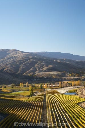 agricultural;agriculture;autuminal;autumn;autumn-colour;autumn-colours;autumnal;Bannockburn;Central-Otago;central-otago-vineyard;central-otago-vineyards;central-otago-wineries;central-otago-winery;color;colors;colour;colours;country;countryside;crop;crops;cultivation;deciduous;fall;farm;farming;farmland;farms;Felton-Road-Vineyard;Felton-Road-Vineyards;Felton-Road-Wines;field;fields;golden;grape;grapes;grapevine;horticulture;Mount-Michael;Mt-Michael;Mt.-Michael;N.Z.;near-Cromwell;New-Zealand;NZ;Otago;row;rows;rural;S.I.;season;seasonal;seasons;SI;South-Is.;South-Island;tree;trees;vine;vines;vineyard;vineyards;vintage;wineage;wineries;winery;wines;yellow