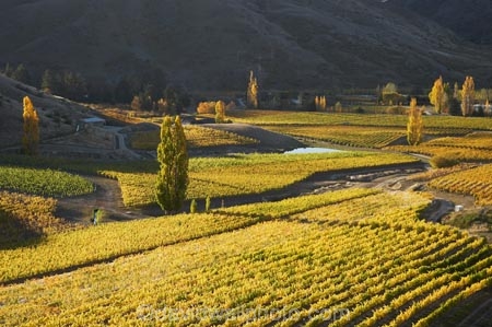 agricultural;agriculture;autuminal;autumn;autumn-colour;autumn-colours;autumnal;Bannockburn;Central-Otago;central-otago-vineyard;central-otago-vineyards;central-otago-wineries;central-otago-winery;color;colors;colour;colours;country;countryside;crop;crops;cultivation;deciduous;fall;farm;farming;farmland;farms;Felton-Road-Vineyard;Felton-Road-Vineyards;Felton-Road-Wines;field;fields;golden;grape;grapes;grapevine;horticulture;N.Z.;near-Cromwell;New-Zealand;NZ;Otago;poplar;poplar-tree;poplar-trees;poplars;row;rows;rural;S.I.;season;seasonal;seasons;SI;South-Is.;South-Island;tree;trees;vine;vines;vineyard;vineyards;vintage;wineage;wineries;winery;wines;yellow