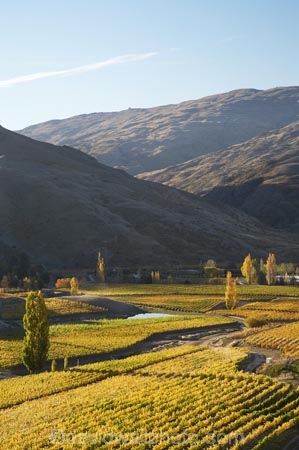 agricultural;agriculture;autuminal;autumn;autumn-colour;autumn-colours;autumnal;Bannockburn;Central-Otago;central-otago-vineyard;central-otago-vineyards;central-otago-wineries;central-otago-winery;color;colors;colour;colours;country;countryside;crop;crops;cultivation;deciduous;fall;farm;farming;farmland;farms;Felton-Road-Vineyard;Felton-Road-Vineyards;Felton-Road-Wines;field;fields;golden;grape;grapes;grapevine;horticulture;Mount-Michael;Mt-Michael;Mt.-Michael;N.Z.;near-Cromwell;New-Zealand;NZ;Otago;poplar;poplar-tree;poplar-trees;poplars;row;rows;rural;S.I.;season;seasonal;seasons;SI;South-Is.;South-Island;tree;trees;vine;vines;vineyard;vineyards;vintage;wineage;wineries;winery;wines;yellow