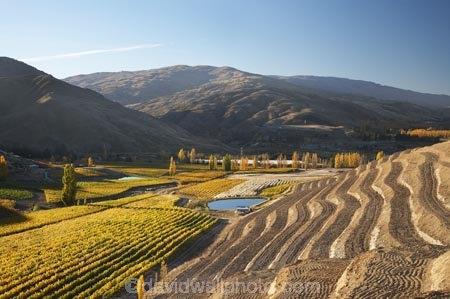 agricultural;agriculture;autuminal;autumn;autumn-colour;autumn-colours;autumnal;Bannockburn;Central-Otago;central-otago-vineyard;central-otago-vineyards;central-otago-wineries;central-otago-winery;color;colors;colour;colours;country;countryside;crop;crops;cultivation;deciduous;fall;farm;farming;farmland;farms;Felton-Road-Vineyard;Felton-Road-Vineyards;Felton-Road-Wines;field;fields;golden;grape;grapes;grapevine;horticulture;irrigation-dam;irrigation-dams;irrigation-pond;irrigation-ponds;N.Z.;near-Cromwell;New-Zealand;NZ;Otago;row;rows;rural;S.I.;season;seasonal;seasons;SI;South-Is.;South-Island;terrace;terraced;terracing;tree;trees;vine;vines;vineyard;vineyards;vintage;wineage;wineries;winery;wines;yellow