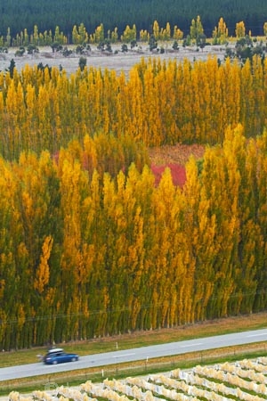 agricultural;agriculture;autuminal;autumn;autumn-colour;autumn-colours;autumnal;Bannockburn;car;cars;Central-Otago;central-otago-vineyard;central-otago-vineyards;central-otago-wineries;central-otago-winery;color;colors;colour;colours;country;countryside;crop;crops;cultivation;deciduous;fall;farm;farming;farmland;farms;field;fields;golden;grape;grapes;grapevine;horticulture;leaf;leaves;line;lines;Mount-Difficulty-Vineyard;Mount-Difficulty-Vineyards;Mount-Difficulty-Winery;Mount-Difficulty-Wines;Mt-Difficulty-Vineyard;Mt-Difficulty-Vineyards;Mt-Difficulty-Winery;Mt-Difficulty-Wines;Mt.-Difficulty-Vineyard;Mt.-Difficulty-Vineyards;Mt.-Difficulty-Winery;Mt.-Difficulty-Wines;N.Z.;near-Cromwell;New-Zealand;NZ;Otago;pattern;patterns;poplar;poplar-tree;poplar-trees;poplars;row;rows;rural;S.I.;season;seasonal;seasons;SI;South-Is;South-Is.;south-island;Sth-Is;tree;trees;vine;vines;vineyard;vineyards;vintage;wineage;wineries;winery;wines;yellow