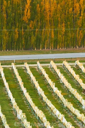 agricultural;agriculture;autuminal;autumn;autumn-colour;autumn-colours;autumnal;Bannockburn;Central-Otago;central-otago-vineyard;central-otago-vineyards;central-otago-wineries;central-otago-winery;color;colors;colour;colours;country;countryside;crop;crops;cultivation;deciduous;fall;farm;farming;farmland;farms;field;fields;golden;grape;grapes;grapevine;horticulture;leaf;leaves;line;lines;Mount-Difficulty-Vineyard;Mount-Difficulty-Vineyards;Mount-Difficulty-Winery;Mount-Difficulty-Wines;Mt-Difficulty-Vineyard;Mt-Difficulty-Vineyards;Mt-Difficulty-Winery;Mt-Difficulty-Wines;Mt.-Difficulty-Vineyard;Mt.-Difficulty-Vineyards;Mt.-Difficulty-Winery;Mt.-Difficulty-Wines;N.Z.;near-Cromwell;New-Zealand;NZ;Otago;pattern;patterns;poplar;poplar-tree;poplar-trees;poplars;row;rows;rural;S.I.;season;seasonal;seasons;SI;South-Is;South-Is.;south-island;Sth-Is;tree;trees;vine;vines;vineyard;vineyards;vintage;wineage;wineries;winery;wines;yellow