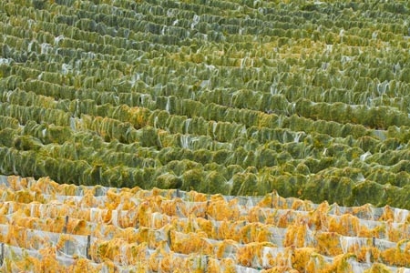 agricultural;agriculture;autuminal;autumn;autumn-colour;autumn-colours;autumnal;Bannockburn;bird-nets;bird-netting;Central-Otago;central-otago-vineyard;central-otago-vineyards;central-otago-wineries;central-otago-winery;color;colors;colour;colours;country;countryside;crop;crops;cultivation;deciduous;fall;farm;farming;farmland;farms;field;fields;golden;grape;grapes;grapevine;green;green-and-yellow;horticulture;leaf;leaves;line;lines;Mount-Difficulty-Vineyard;Mount-Difficulty-Vineyards;Mount-Difficulty-Winery;Mount-Difficulty-Wines;Mt-Difficulty-Vineyard;Mt-Difficulty-Vineyards;Mt-Difficulty-Winery;Mt-Difficulty-Wines;Mt.-Difficulty-Vineyard;Mt.-Difficulty-Vineyards;Mt.-Difficulty-Winery;Mt.-Difficulty-Wines;N.Z.;near-Cromwell;net;nets;netting;New-Zealand;NZ;Otago;pattern;patterns;row;rows;rural;S.I.;season;seasonal;seasons;SI;South-Is;South-Is.;south-island;Sth-Is;tree;trees;vine;vines;vineyard;vineyards;vintage;wineage;wineries;winery;wines;yellow;yellow-and-green