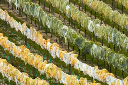 agricultural;agriculture;autuminal;autumn;autumn-colour;autumn-colours;autumnal;Bannockburn;bird-nets;bird-netting;Central-Otago;central-otago-vineyard;central-otago-vineyards;central-otago-wineries;central-otago-winery;color;colors;colour;colours;country;countryside;crop;crops;cultivation;deciduous;fall;farm;farming;farmland;farms;field;fields;golden;grape;grapes;grapevine;green;green-and-yellow;horticulture;leaf;leaves;line;lines;Mount-Difficulty-Vineyard;Mount-Difficulty-Vineyards;Mount-Difficulty-Winery;Mount-Difficulty-Wines;Mt-Difficulty-Vineyard;Mt-Difficulty-Vineyards;Mt-Difficulty-Winery;Mt-Difficulty-Wines;Mt.-Difficulty-Vineyard;Mt.-Difficulty-Vineyards;Mt.-Difficulty-Winery;Mt.-Difficulty-Wines;N.Z.;near-Cromwell;net;nets;netting;New-Zealand;NZ;Otago;pattern;patterns;row;rows;rural;S.I.;season;seasonal;seasons;SI;South-Is;South-Is.;south-island;Sth-Is;tree;trees;vine;vines;vineyard;vineyards;vintage;wineage;wineries;winery;wines;yellow;yellow-and-green