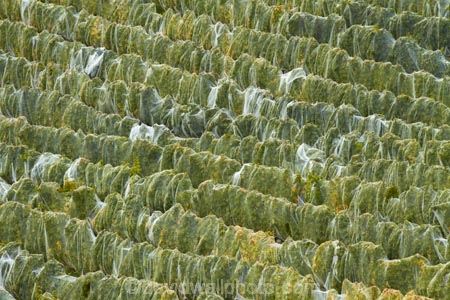 agricultural;agriculture;autuminal;autumn;autumn-colour;autumn-colours;autumnal;Bannockburn;bird-nets;bird-netting;Central-Otago;central-otago-vineyard;central-otago-vineyards;central-otago-wineries;central-otago-winery;color;colors;colour;colours;country;countryside;crop;crops;cultivation;deciduous;fall;farm;farming;farmland;farms;field;fields;grape;grapes;grapevine;green;green-and-yellow;horticulture;leaf;leaves;line;lines;Mount-Difficulty-Vineyard;Mount-Difficulty-Vineyards;Mount-Difficulty-Winery;Mount-Difficulty-Wines;Mt-Difficulty-Vineyard;Mt-Difficulty-Vineyards;Mt-Difficulty-Winery;Mt-Difficulty-Wines;Mt.-Difficulty-Vineyard;Mt.-Difficulty-Vineyards;Mt.-Difficulty-Winery;Mt.-Difficulty-Wines;N.Z.;near-Cromwell;net;nets;netting;New-Zealand;NZ;Otago;pattern;patterns;row;rows;rural;S.I.;season;seasonal;seasons;SI;South-Is;South-Is.;south-island;Sth-Is;tree;trees;vine;vines;vineyard;vineyards;vintage;wineage;wineries;winery;wines;yellow-and-green