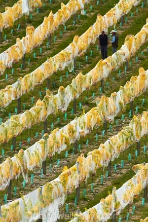 agricultural;agriculture;autuminal;autumn;autumn-colour;autumn-colours;autumnal;Bannockburn;bird-nets;bird-netting;Central-Otago;central-otago-vineyard;central-otago-vineyards;central-otago-wineries;central-otago-winery;color;colors;colour;colours;country;countryside;crop;crops;cultivation;deciduous;diagonal;fall;farm;farming;farmland;farms;field;fields;golden;grape;grapes;grapevine;green;green-and-yellow;horticulture;leaf;leaves;line;lines;Mount-Difficulty-Vineyard;Mount-Difficulty-Vineyards;Mount-Difficulty-Winery;Mount-Difficulty-Wines;Mt-Difficulty-Vineyard;Mt-Difficulty-Vineyards;Mt-Difficulty-Winery;Mt-Difficulty-Wines;Mt.-Difficulty-Vineyard;Mt.-Difficulty-Vineyards;Mt.-Difficulty-Winery;Mt.-Difficulty-Wines;N.Z.;near-Cromwell;net;nets;netting;New-Zealand;NZ;Otago;pattern;patterns;row;rows;rural;S.I.;season;seasonal;seasons;SI;South-Is;South-Is.;south-island;Sth-Is;tree;trees;vine;vines;vineyard;vineyard-manager;vineyard-worker;vineyard-workers;vineyards;vintage;wineage;wineries;winery;wines;yellow;yellow-and-green