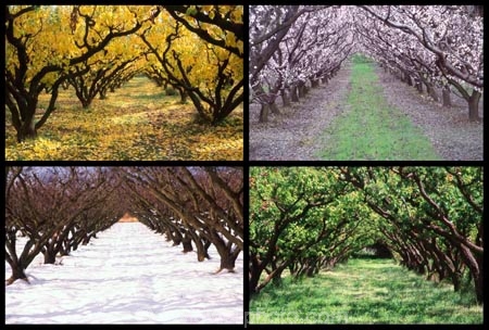 apricot;apricots;autuminal;autumn;autumnal;bannockburn;bloom;blooming;blooms;blossom;blossoming;blossoms;Central-Otago;cold;color;colors;colour;colours;country;countryside;crop;crops;deciduous;fall;farm;farming;farmland;farms;field;freeze;freezing;fresh;fruit;fruit-tree;fruit-trees;grow;growth;horticulture;hot;leaf;leaves;New-Zealand;orchard;orchards;renew;row;rows;rural;season;seasonal;seasons;snow;snowing;snowy;South-Island;spring;springtime;summer;summertime;summery;tree;trees;warm;white;winter;wintery