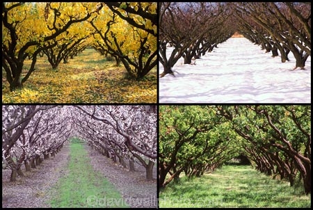 apricot;apricots;autuminal;autumn;autumnal;bannockburn;bloom;blooming;blooms;blossom;blossoming;blossoms;Central-Otago;cold;color;colors;colour;colours;country;countryside;crop;crops;deciduous;fall;farm;farming;farmland;farms;field;freeze;freezing;fresh;fruit;fruit-tree;fruit-trees;grow;growth;horticulture;hot;leaf;leaves;New-Zealand;orchard;orchards;renew;row;rows;rural;season;seasonal;seasons;snow;snowing;snowy;South-Island;spring;springtime;summer;summertime;summery;tree;trees;warm;white;winter;wintery
