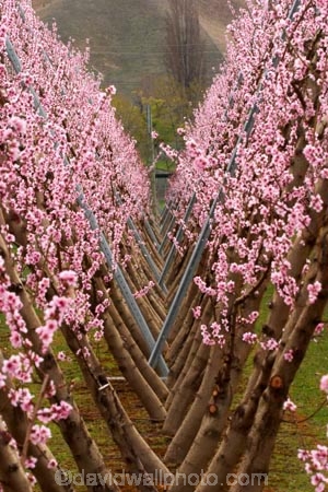 bloom;blooming;blooms;blossom;blossoming;blossoms;Central-Otago;country;countryside;Cromwell;crop;crops;farm;farming;farmland;farms;field;fresh;fruit;fruit-tree;fruit-trees;grow;growth;horticulture;New-Zealand;orchard;orchards;pink;renew;row;rows;rural;season;seasonal;seasons;South-Island;spring;springtime;tree;trees