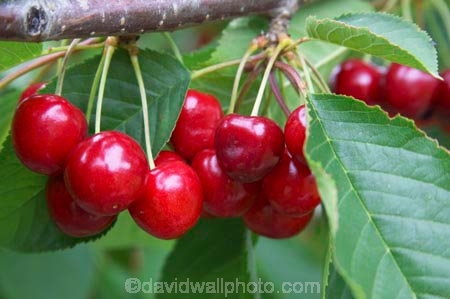 Central-Otago;Cherries;cherry;cherry-orchard;cherry-tree;cherry-trees;country;countryside;Cromwell;crop;crops;delicious;farm;farming;farmland;farms;field;food;fruit;fruit-fruits;fruit-tree;fruit-trees;horticulture;New-Zelaland;orchard;orchards;red;row;rows;rural;season;seasonal;seasons;South-Island;tree;trees
