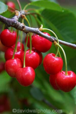 Central-Otago;Cherries;cherry;cherry-orchard;cherry-tree;cherry-trees;country;countryside;Cromwell;crop;crops;delicious;farm;farming;farmland;farms;field;food;fruit;fruit-fruits;fruit-tree;fruit-trees;horticulture;New-Zelaland;orchard;orchards;red;row;rows;rural;season;seasonal;seasons;South-Island;tree;trees